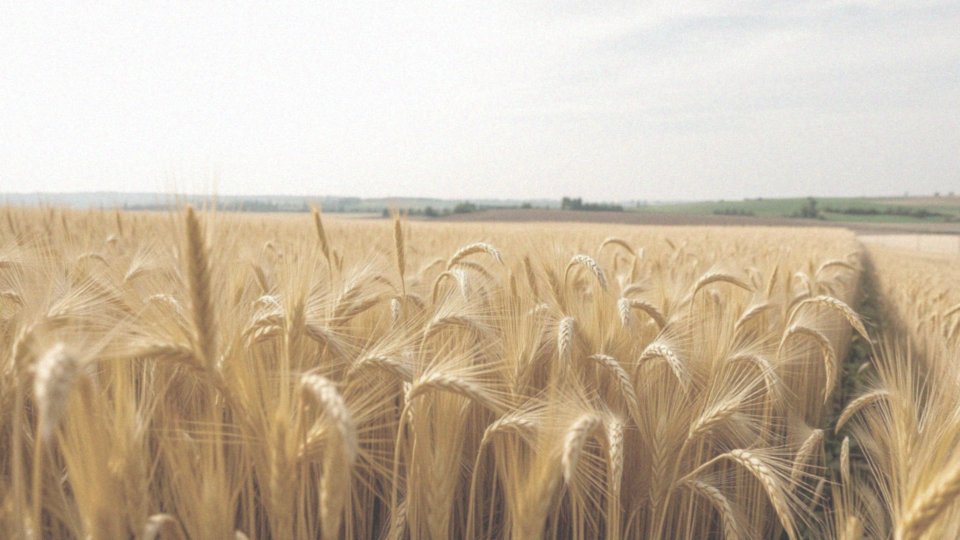 Co to jest pszenica durum?